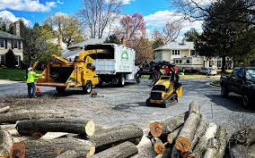 How Our Tree Care Process Works  in  Ville Platte, LA