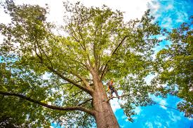 Best Seasonal Cleanup (Spring/Fall)  in Ville Ptte, LA