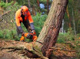 Best Tree Disease Treatment  in Ville Ptte, LA